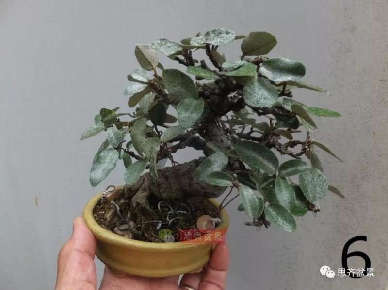 微型胡颓子盆景怎么修剪整姿