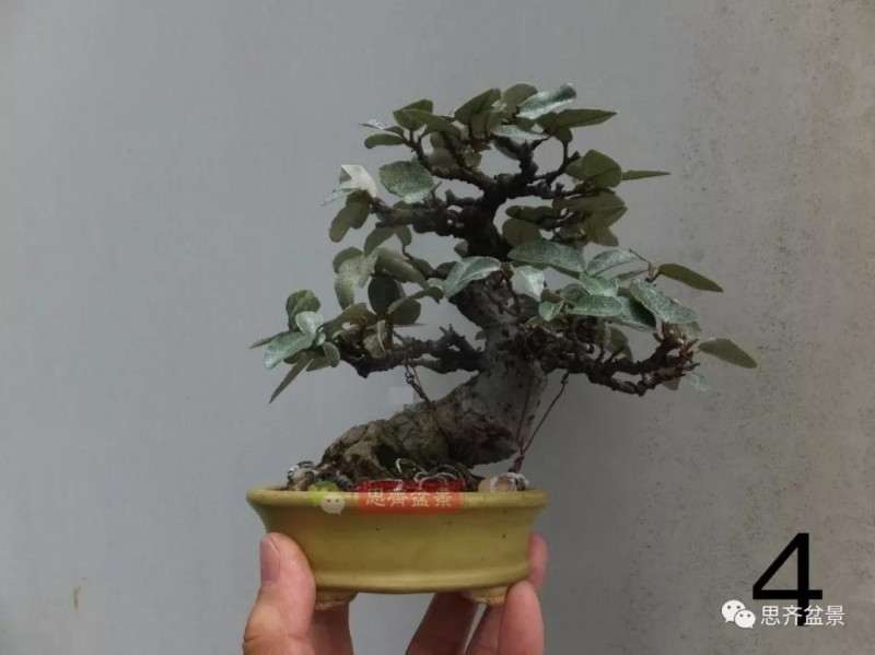 微型胡颓子盆景怎么修剪整姿