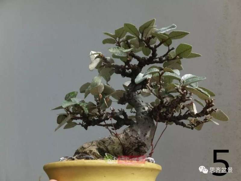 微型胡颓子盆景怎么修剪整姿