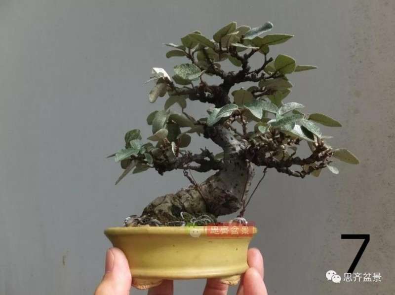 微型胡颓子盆景怎么修剪整姿