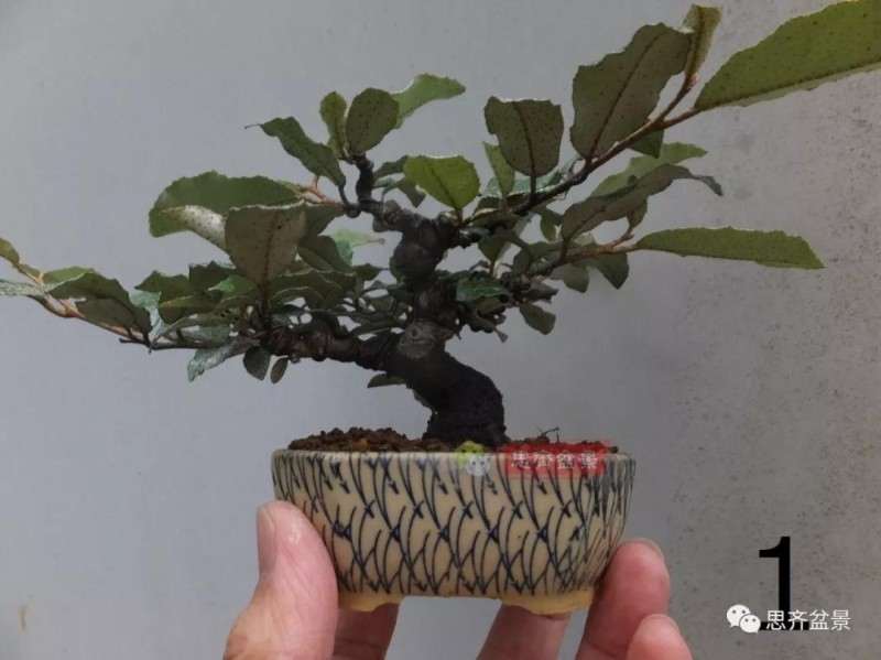 微型胡颓子盆景怎么修剪整姿