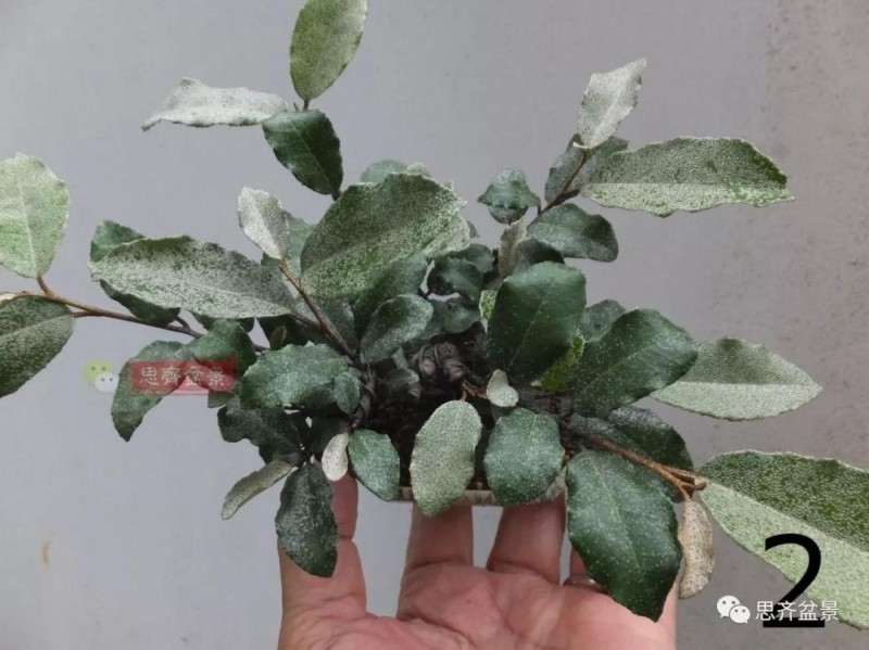 微型胡颓子盆景怎么修剪整姿