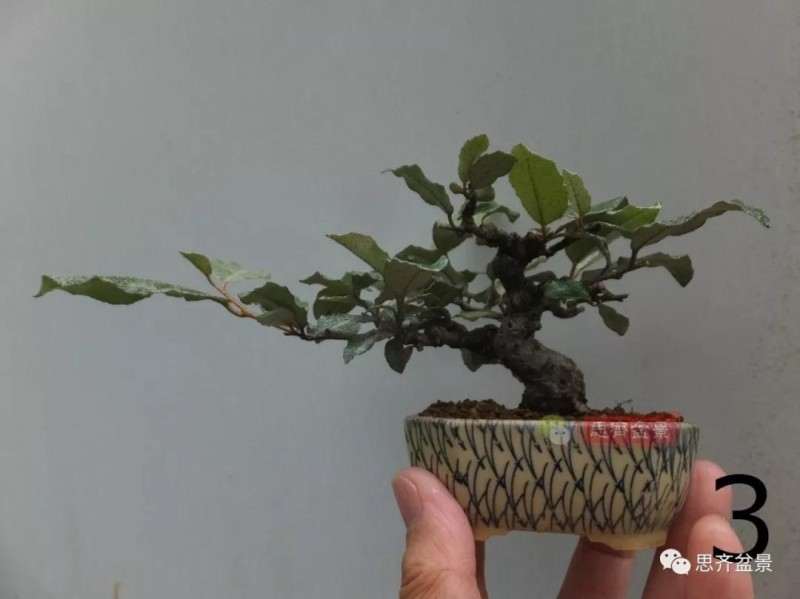 微型胡颓子盆景怎么修剪整姿