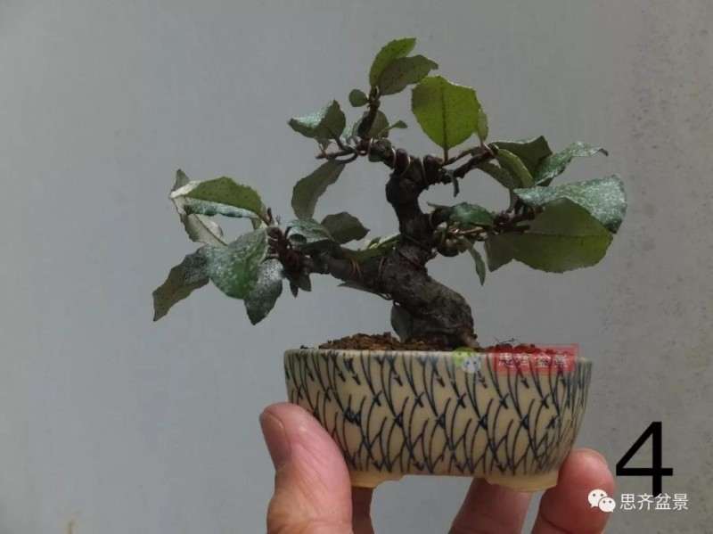 微型胡颓子盆景怎么修剪整姿