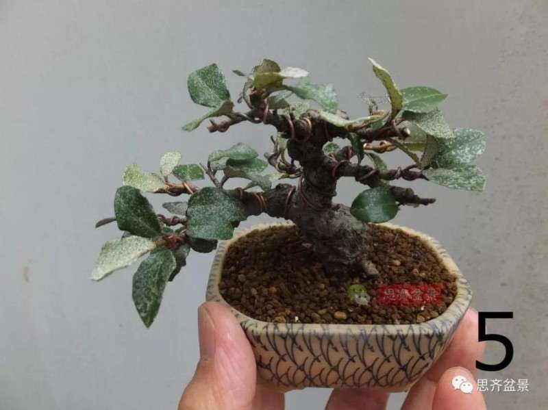 微型胡颓子盆景怎么修剪整姿