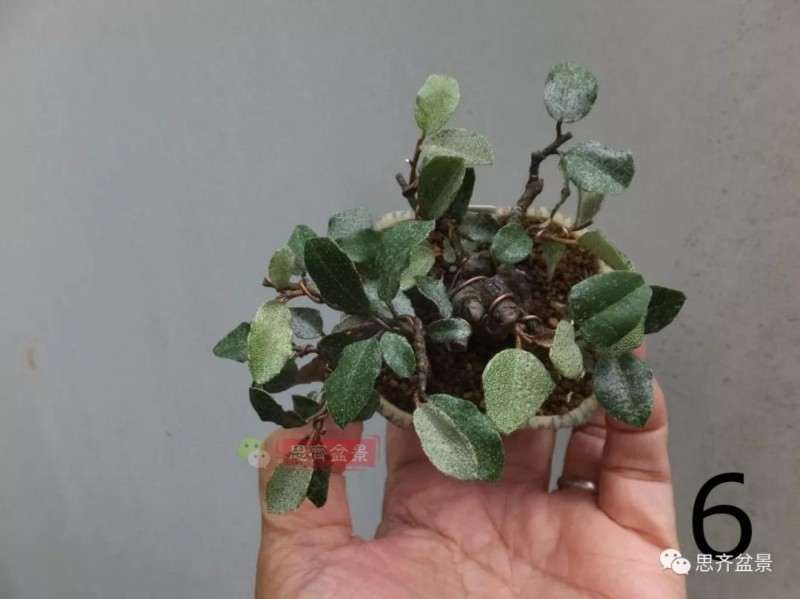 微型胡颓子盆景怎么修剪整姿