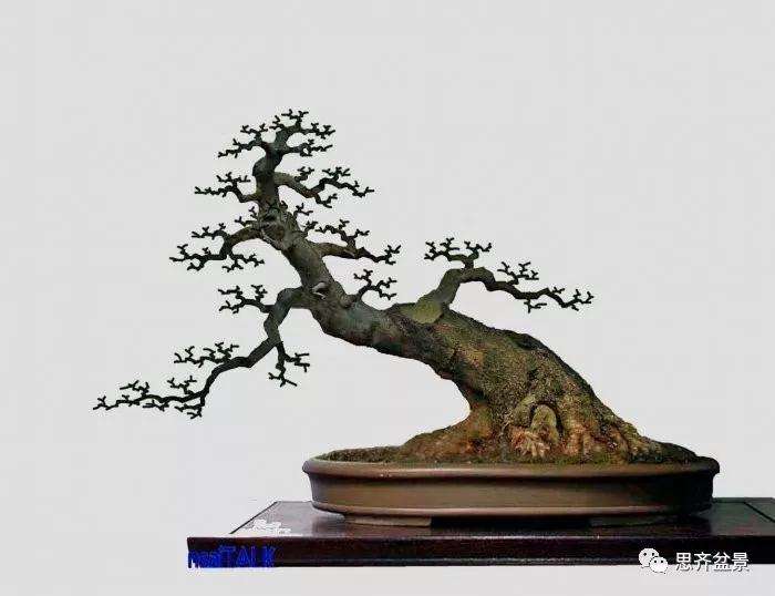 图解 怎么制作对节白蜡盆景大飘枝的方法