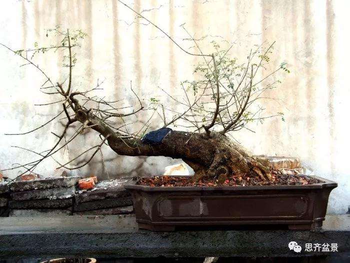 图解 怎么制作对节白蜡盆景大飘枝的方法