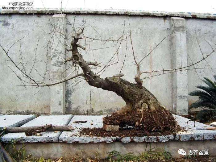 图解 怎么制作对节白蜡盆景大飘枝的方法