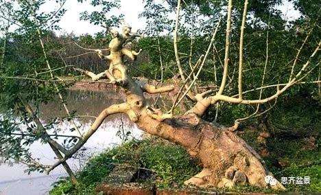 图解 怎么制作对节白蜡盆景大飘枝的方法