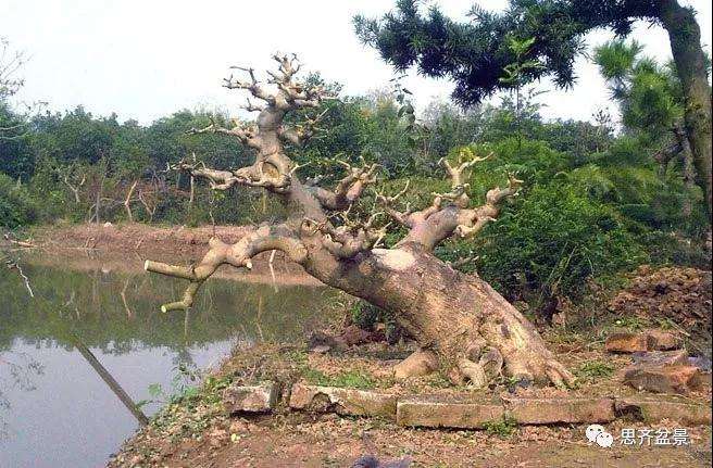图解 怎么制作对节白蜡盆景大飘枝的方法