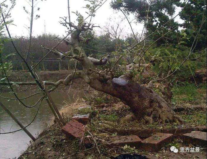 图解 怎么制作对节白蜡盆景大飘枝的方法