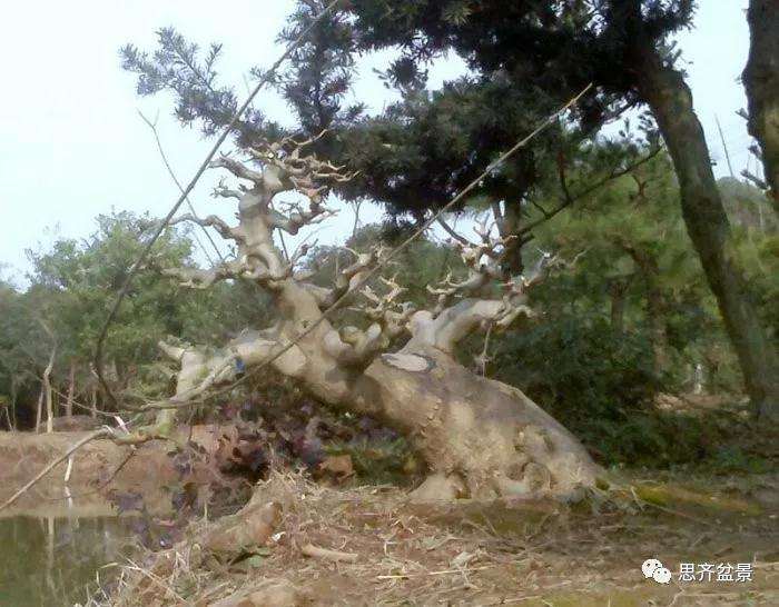 图解 怎么制作对节白蜡盆景大飘枝的方法