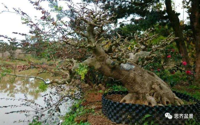 图解 怎么制作对节白蜡盆景大飘枝的方法