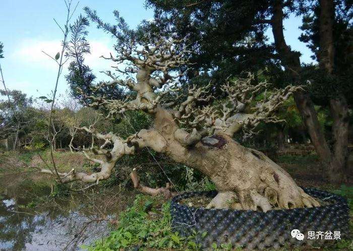 图解 怎么制作对节白蜡盆景大飘枝的方法