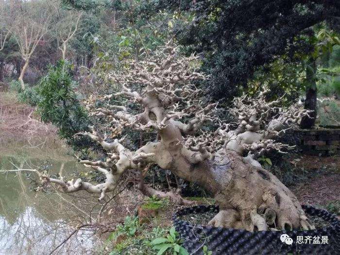 图解 怎么制作对节白蜡盆景大飘枝的方法
