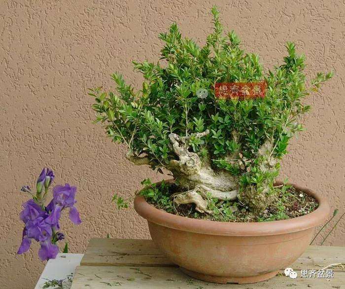 图解 黄杨盆景疙瘩怎么造型的方法