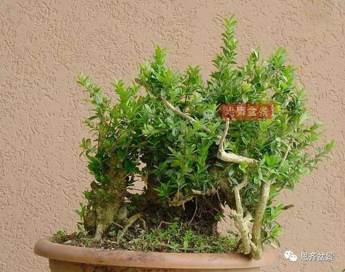 图解 黄杨盆景疙瘩怎么造型的方法