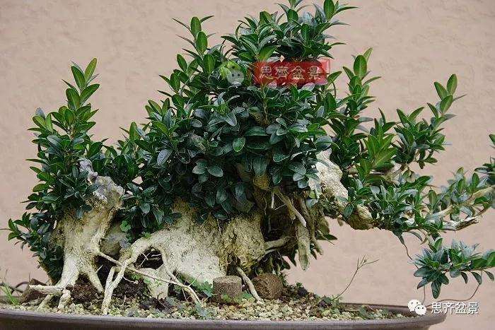 图解 黄杨盆景疙瘩怎么造型的方法