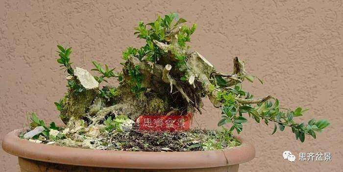 图解 黄杨盆景疙瘩怎么造型的方法