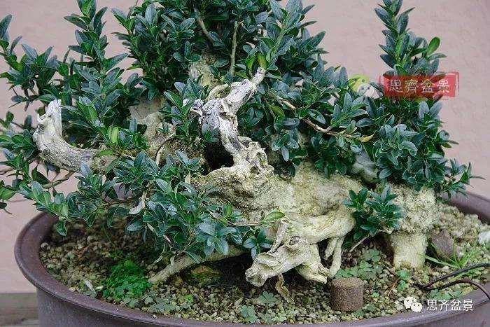 图解 黄杨盆景疙瘩怎么造型的方法