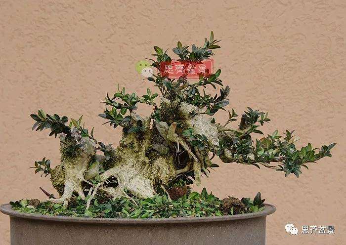 图解 黄杨盆景疙瘩怎么造型的方法