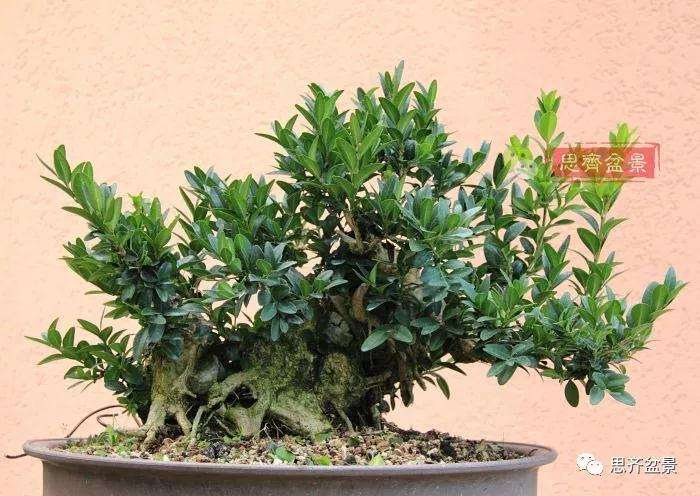 图解 黄杨盆景疙瘩怎么造型的方法