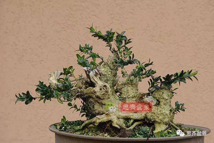 图解 黄杨盆景疙瘩怎么造型的方法