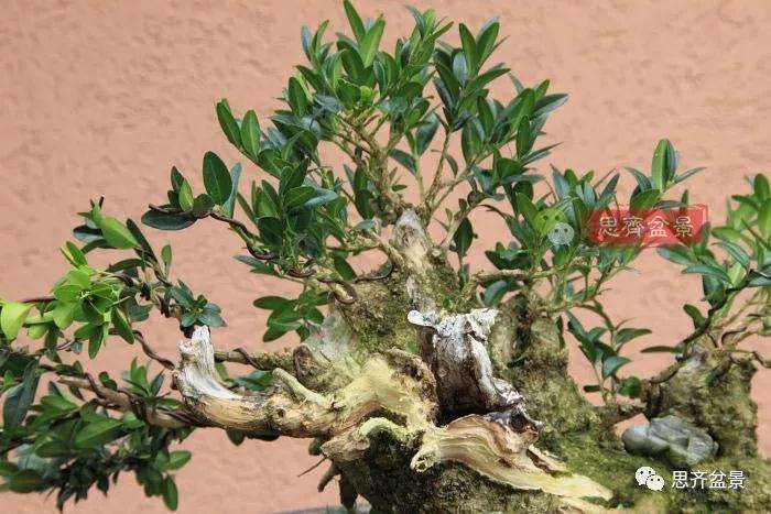 图解 黄杨盆景疙瘩怎么造型的方法