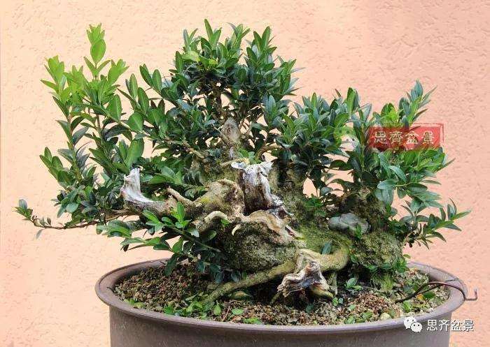 图解 黄杨盆景疙瘩怎么造型的方法