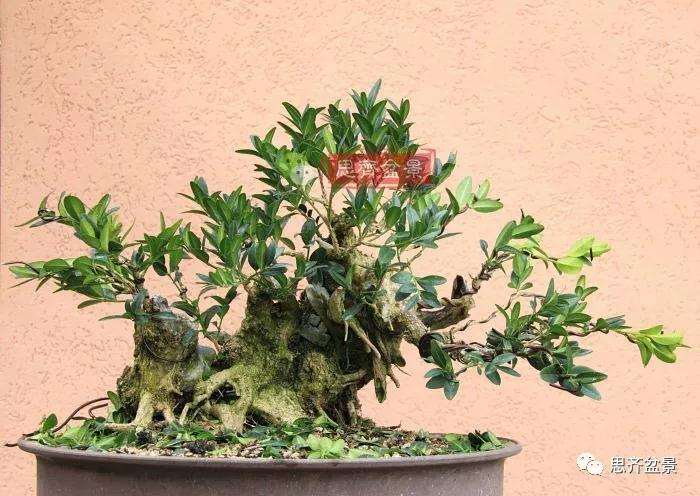 图解 黄杨盆景疙瘩怎么造型的方法