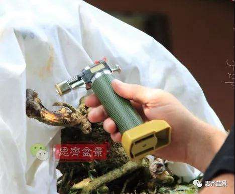 图解 黄杨盆景疙瘩怎么造型的方法