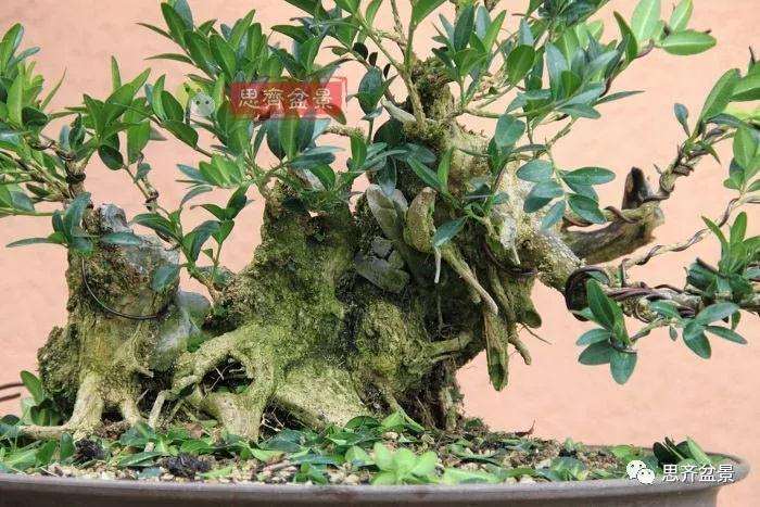 图解 黄杨盆景疙瘩怎么造型的方法