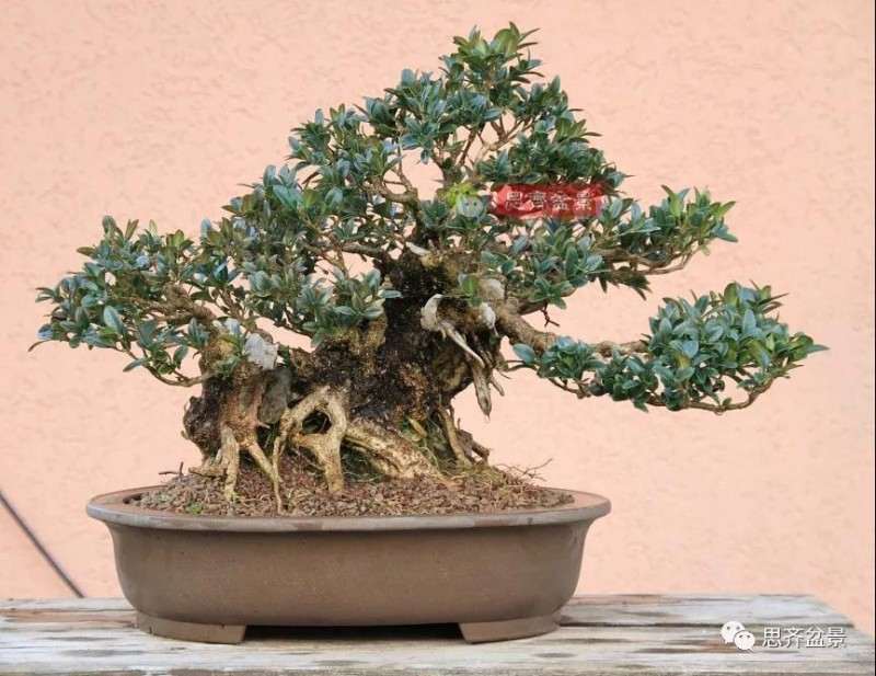 图解 黄杨盆景疙瘩怎么造型的方法