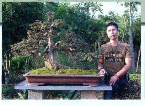 怎么制作盆景大飘枝的造型手法