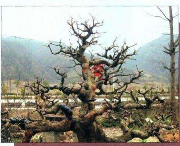 怎么制作盆景大飘枝的造型手法