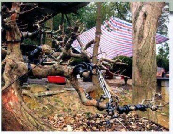 怎么制作盆景大飘枝的造型手法