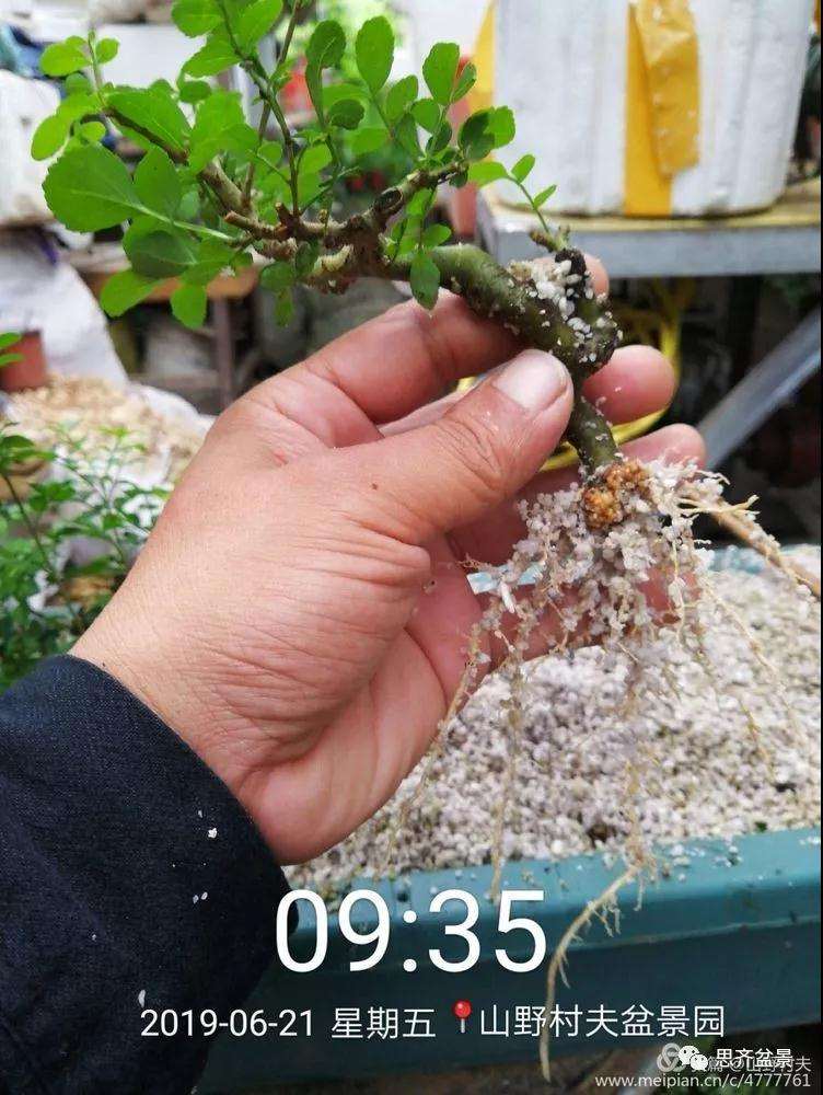 对节白蜡盆景怎么扦插的方法