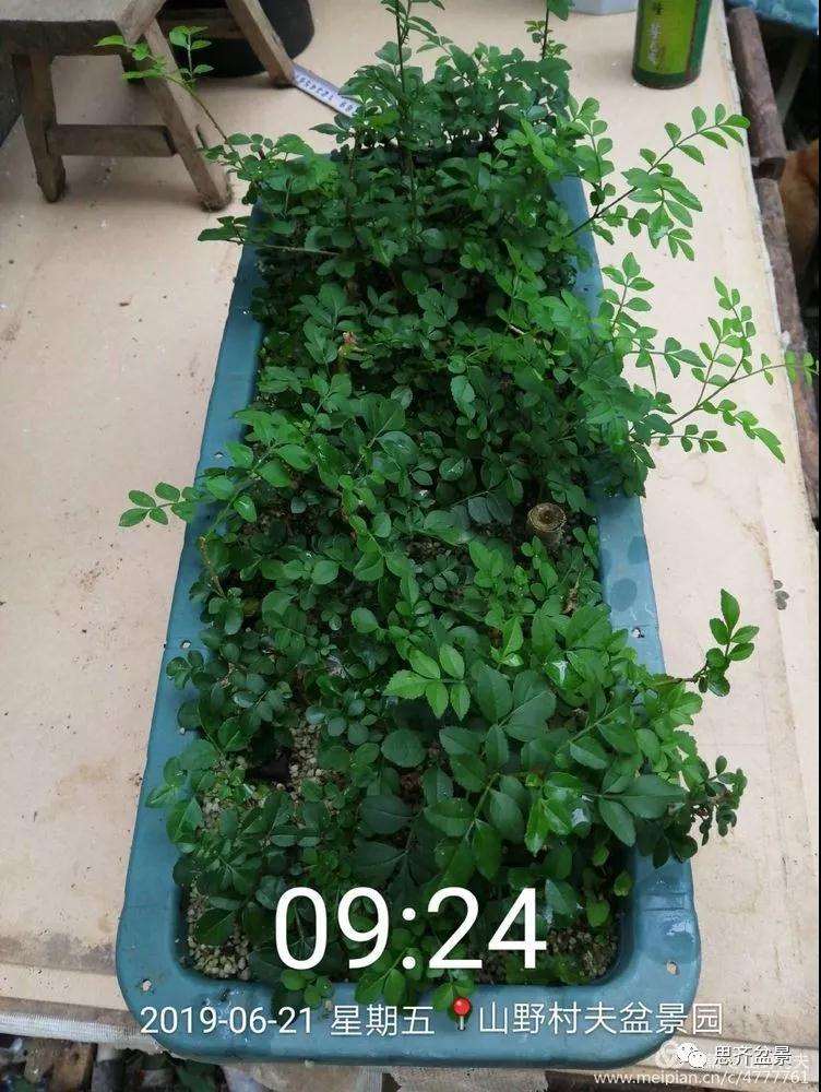 对节白蜡盆景怎么扦插的方法