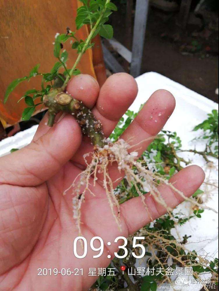 对节白蜡盆景怎么扦插的方法