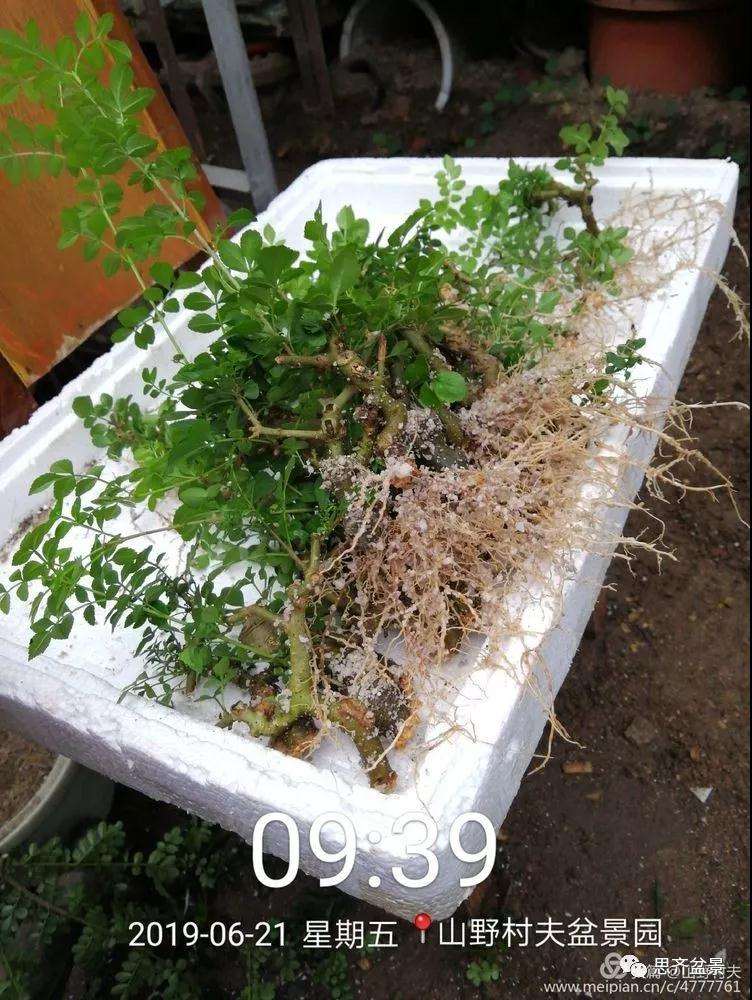 对节白蜡盆景怎么扦插的方法