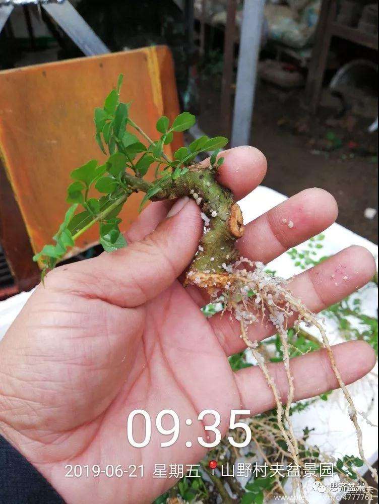 对节白蜡盆景怎么扦插的方法