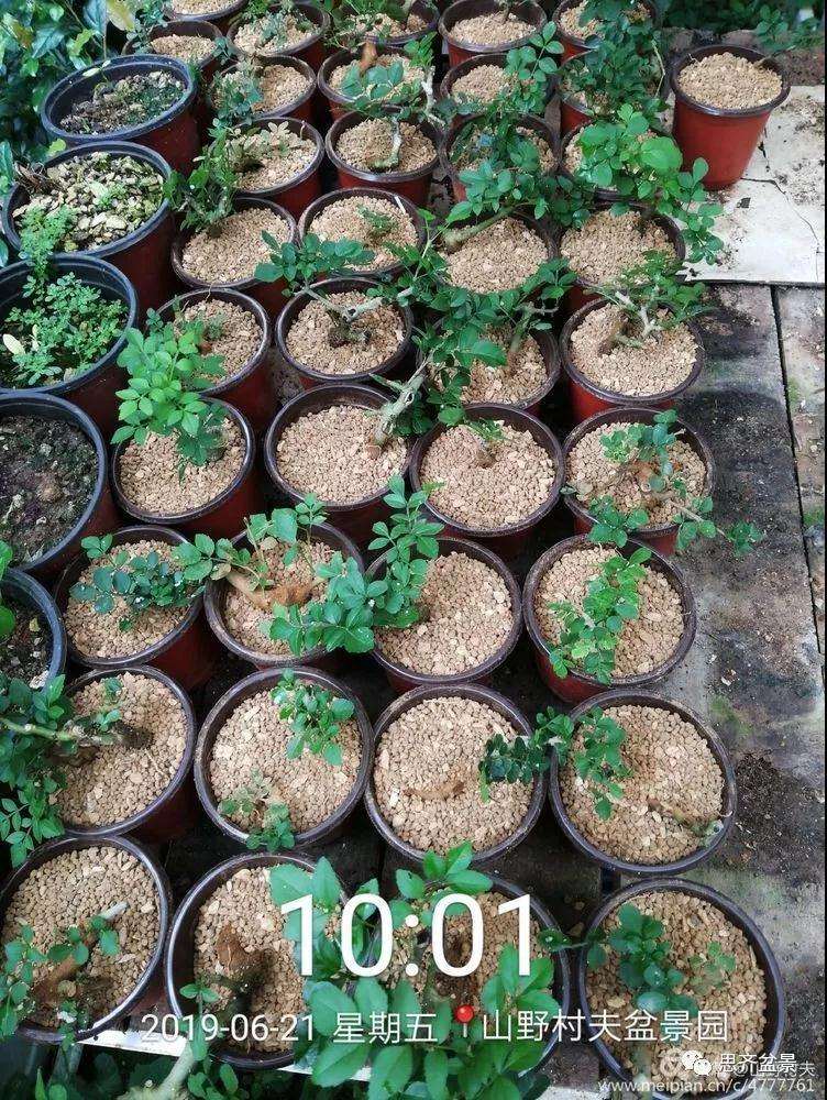 对节白蜡盆景怎么扦插的方法