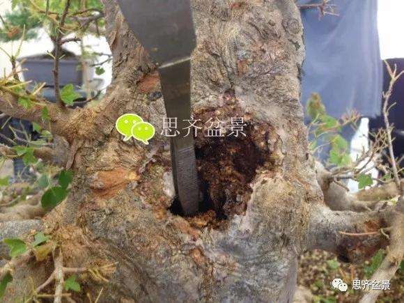 三角枫盆景的树洞怎么愈合的方法