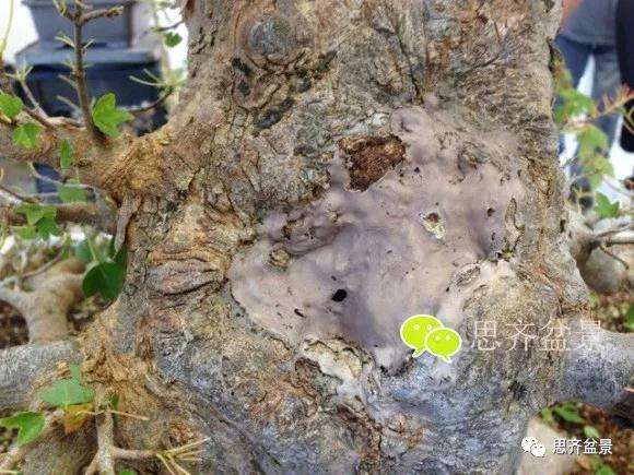 三角枫盆景的树洞怎么愈合的方法