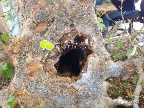 三角枫盆景的树洞怎么愈合的方法