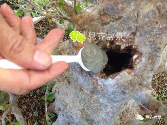 三角枫盆景的树洞怎么愈合的方法