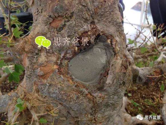三角枫盆景的树洞怎么愈合的方法