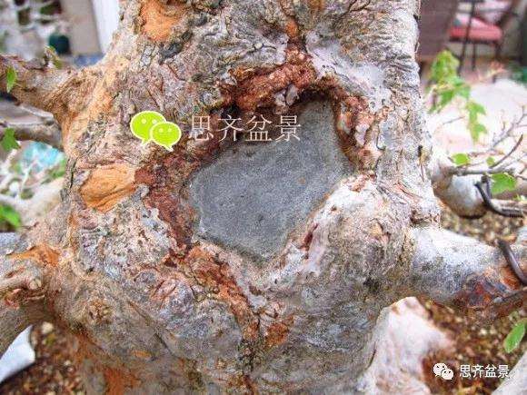 三角枫盆景的树洞怎么愈合的方法