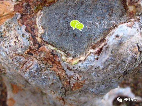 三角枫盆景的树洞怎么愈合的方法